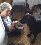 Florence Adeline Peacher