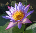 Shufen Guo 锅 淑 芬