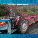 Amandio do Carmo Costa