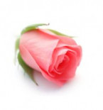 Joan Alexandra MacIntyre