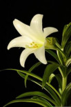 Ruby Kew