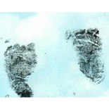 Jellybean Angel Lisk